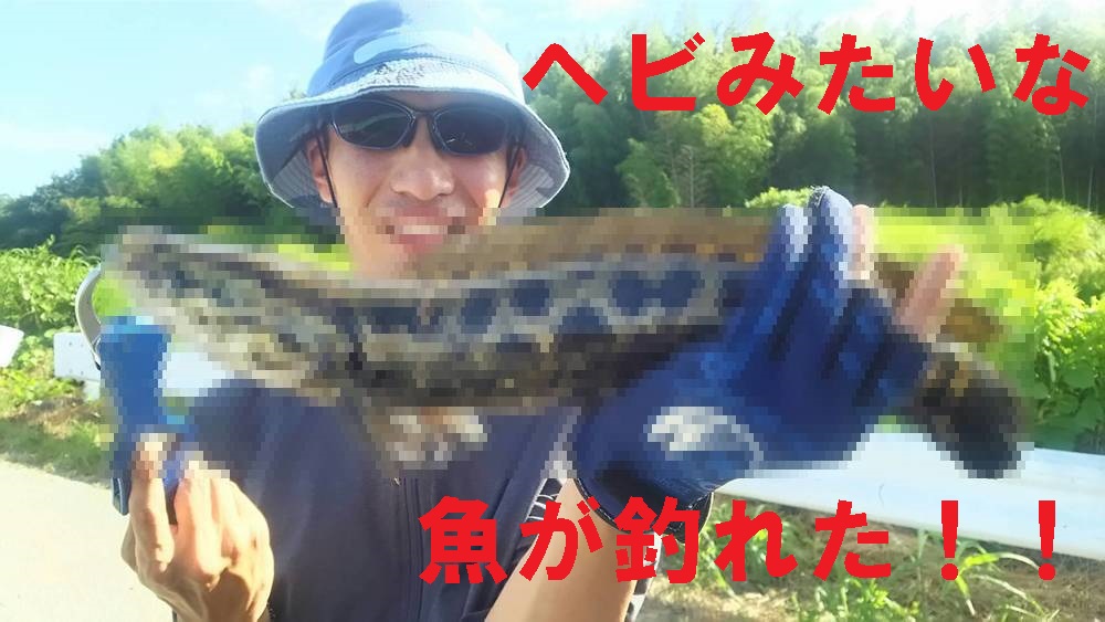 豊田市の某河川でナマズを狙ってたら、バカデカいヘビみたいな魚が釣れた！